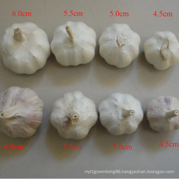 Suppy All Specification Fresh Normal White Garlic in China